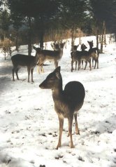 biche1p.jpg