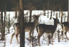 biche2p.jpg