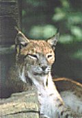 lynx2.jpg